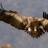 An eagle landing in a protected habitat (placeholder image, to be replaced)